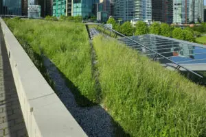 London Green Roof