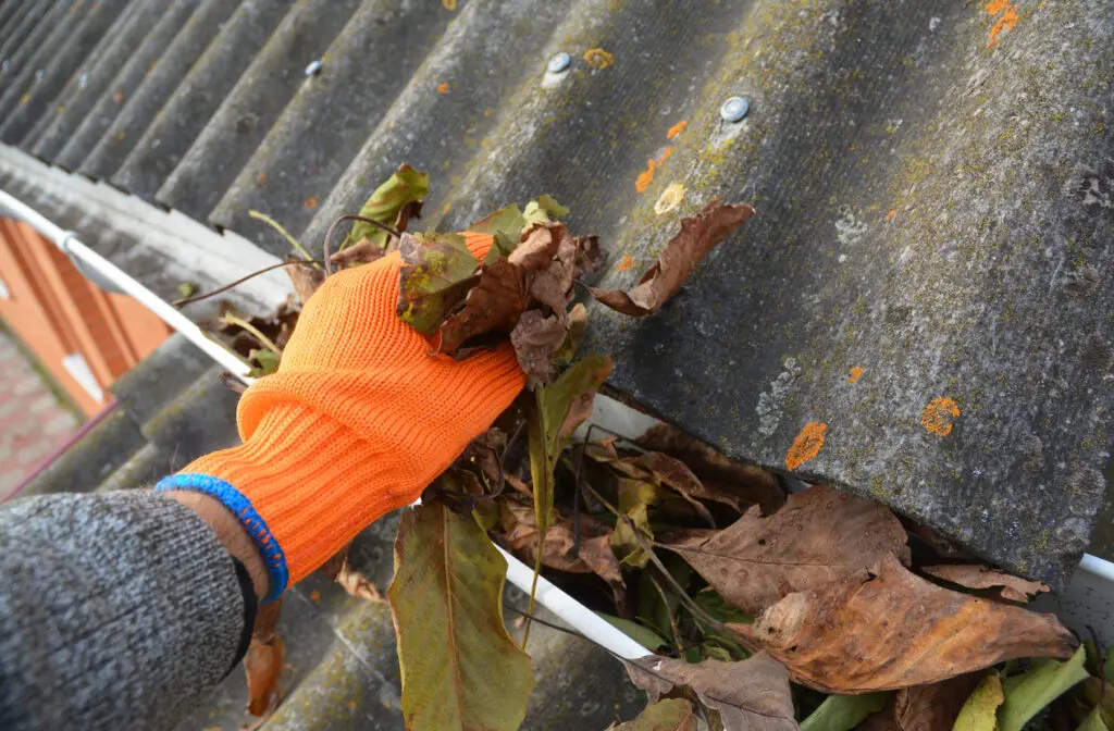 Building Maintenance and Moss Prevention Saves Money