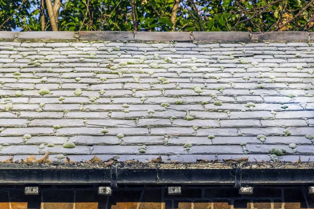 When Moss Damage Goes Too Far and It's Time for A New Roof