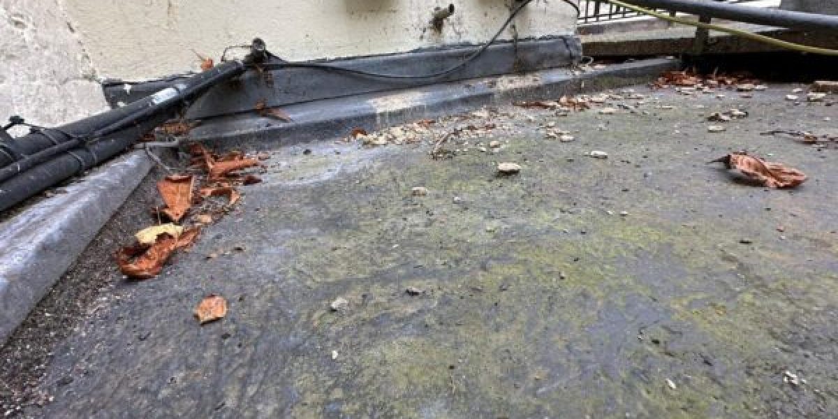 How Moss Affects London Roofs 