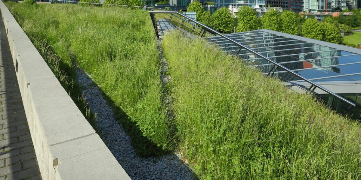 A portion of the new Vancouver Convention Center environmentally friendly, lush, 6 acre green roof.